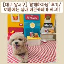 대구신월초등학교 | [대구 달서구] &#39;함개하자냥&#39; 후기 / 여름에는 실내 애견카페가 최고!