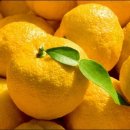 유자향기2 이미지