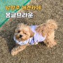 몽글펫 | 남양주 실내 애견카페 운동장 몽글브라운