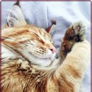 마음동물의료센터 이미지