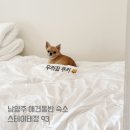스테이 태정93 | [남양주 애견 동반 팬션]스테이태정 93