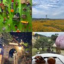 루덴카 | [여행] 여주 이포보 당남리섬 코스모스🌷 / 루덴시아 테마파크 후기 🎡