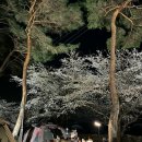 솔밭농장 | 무주 솔밭 캠핑장 (예약, 벚꽃캠핑) 내돈내산 후기