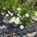 동대산 | 아이들과 동대산(447m) 등산 후기