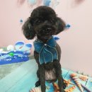 DOG LOVE WITH 란 이미지