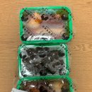 우리할매떡볶이 서울대점 네이버블로그