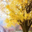 나무대문집 이미지