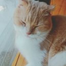 못말리는 고양이 이미지