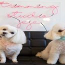 트리밍스튜디오제제 이미지