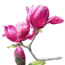 힐링보태니컬아트 이미지