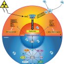 Molecular hydrogen: a preventive and therapeutic medical gas for various di 이미지