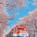 내포복집 | 2025년 3월 29일 ~ 4월 6일 진해군항제 후기, 입장료, 인근맛집, 숙박시설, 사진명소