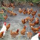 순서농장 이미지