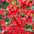 열매이야기 이미지