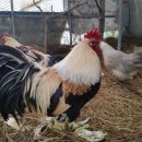 통일농장 이미지