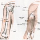 1. 수태음폐경(1) 이미지