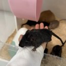 햄스터 분양 햄스터월드 이미지