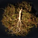 근수농장 | 겨울철 기력 보충엔 정다운삼 7년근 산양산삼으로 건강 챙기기