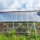 보강천 미루나무숲 이미지