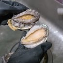 미라조강영어조합법인 | 명품전복영어조합법인 완도전복직거래 싱싱해서 회로