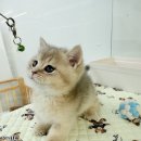 오즈메디칼 이미지