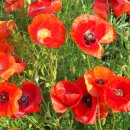 돌산유람선선착장 이미지