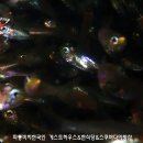 섬게스트하우스
