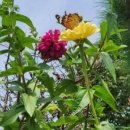 M.S garden 이미지