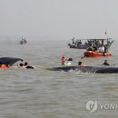 향유고래
