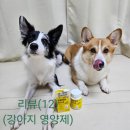 헬로펫 | (강아지 유산균 추천)헬로마이펫 멍뭉케어 유산균 급여 후기