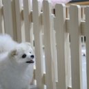 아지공간 이미지