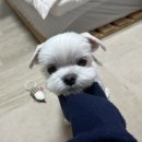 담양청솔 | 카우룽 카우룽