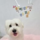 럭키하개 이미지