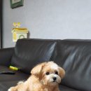 ZOO동물병원 이미지