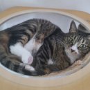 (주)네오딘바이오벳 | 고양이 비만세포종 검사 및 치료 후기1(고양이 혹,종양)