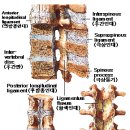 뼈(요추)구조도 이미지