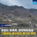 중한식당 | 광양매화축제 개화상황 직접 가서 보고 왔어요 (셔틀버스, 먹거리, 놀거리 현장후기)