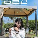 아일랜드플라워 네이버블로그