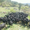 토종흑염소농장 이미지