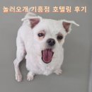 놀러오개 애견유치원 애견호텔 기흥점 | [용인 기흥구 언남동] 놀러오개 기흥점 두부 3일 호텔링 한 후기