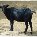 우리염소 이미지