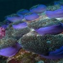 깊은바다 이미지