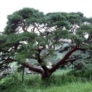 소나무 전경 이미지