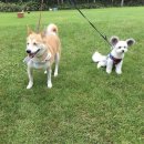 이쁜 댕댕이 이미지