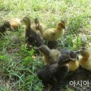 일반농장 이미지