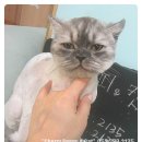 뽀꼬뽀꼬샵(#) 이미지