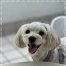 컴투펫 위탁보호센터 서울점 이미지