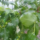 대추농장 이미지