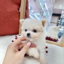 베리독 강아지고양이 평택본점 | 평택강아지분양 믿을 수 있는 혜택과 서비스 베리독 강아지고양이 평택본점