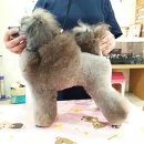 김성균애견미용학원 이미지